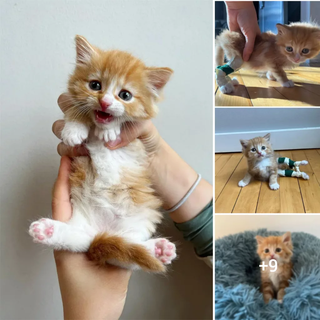 Inspiring Kitten Defies Odds with His Unique Walk