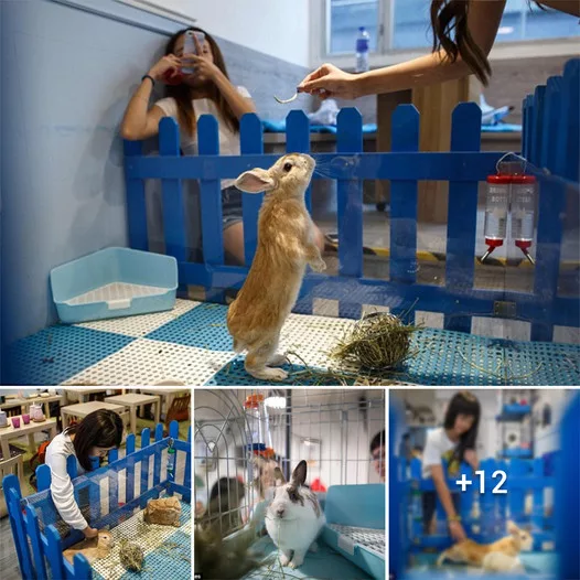 Hoppy Haven: The Ultimate Bunny Paradise in Hong Kong for Cozy Cuddles and Crunchy Carrots – Perfect for Pet-Lovers in Tight Spaces!