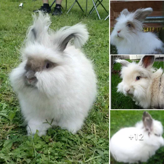 The Incomparable Allure and Enchantment of Lionhead Bunnies